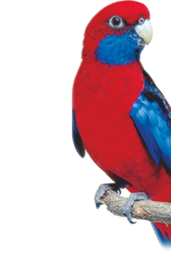 Smallparrot1