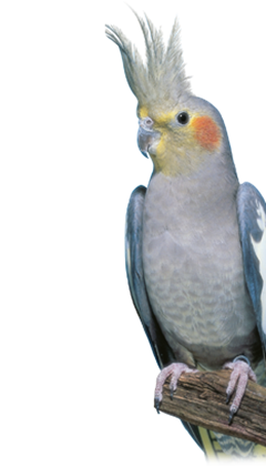 Cockatiel1