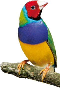 Examplebird