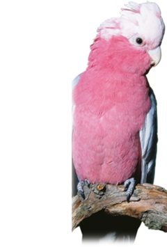 Parrot1