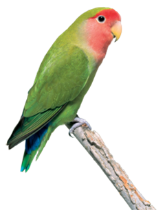 Peach Faced Lovebird