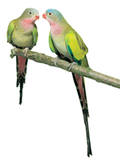 Princess Parrot Mf