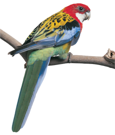 East Rosella With Tail