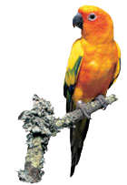 sun_conure