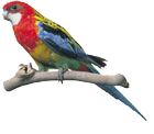 eastern_rosella