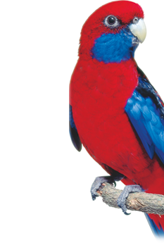 Smallparrot1