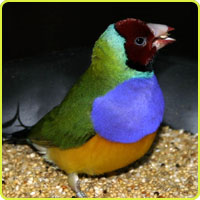 Finch-article1