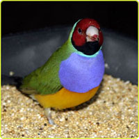Finch-article2
