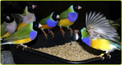 Finch-article3