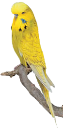 green_budgie