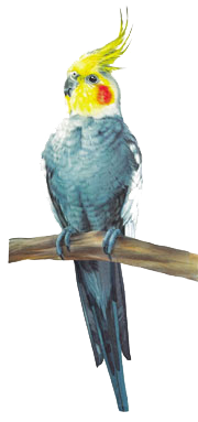 Cockatiel1